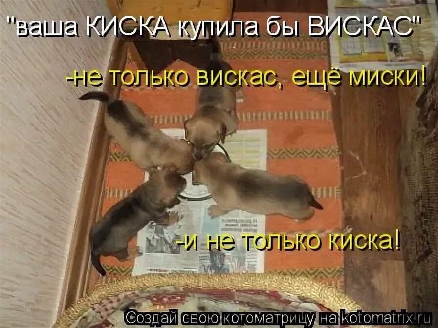 Ваша купила бы вискас. Ваша киска купила бы вискас.