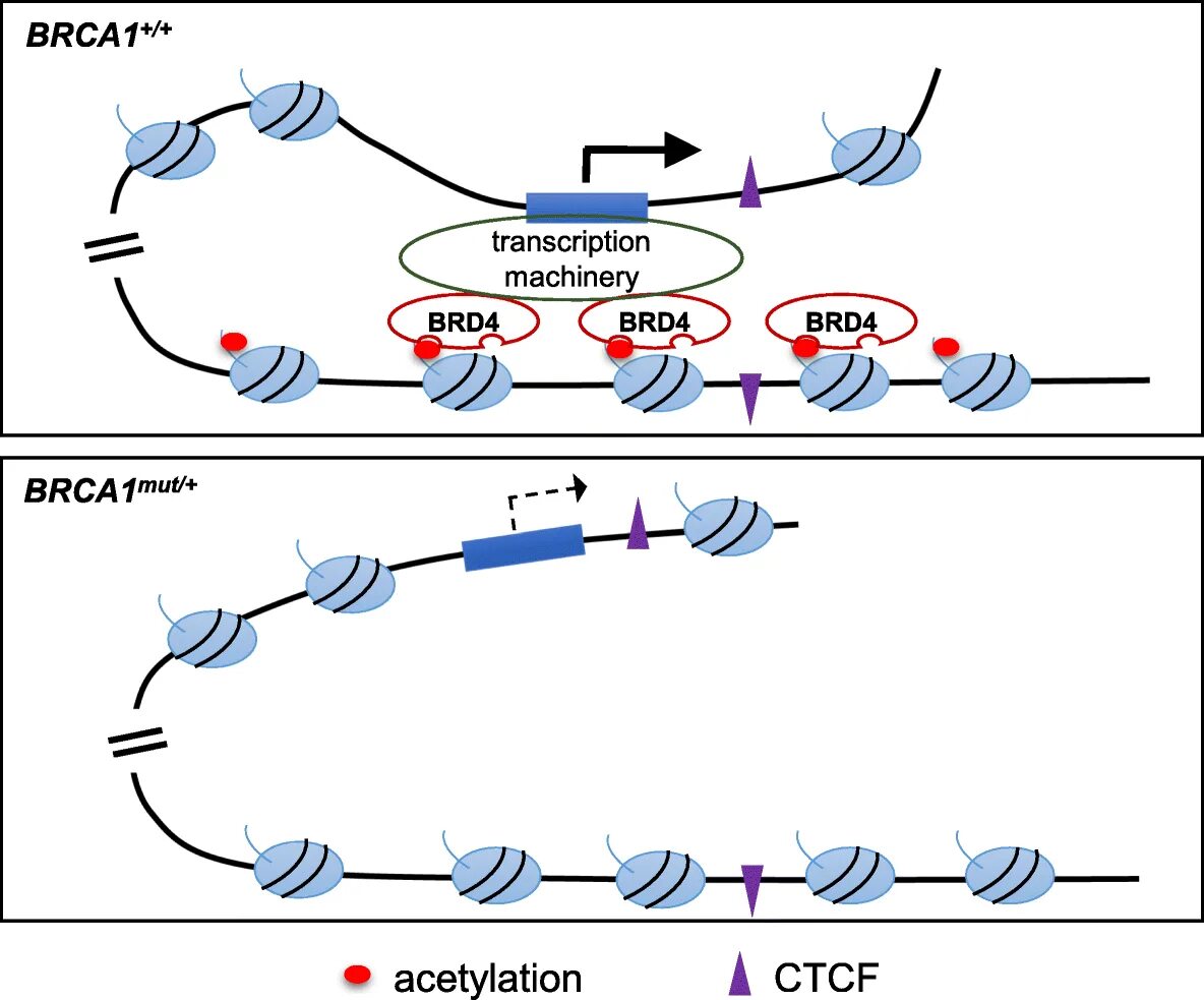 Транскрипция мутация. Brca1 функция. BRCA механизм. Мутация в гене brca1. BRCA функция.