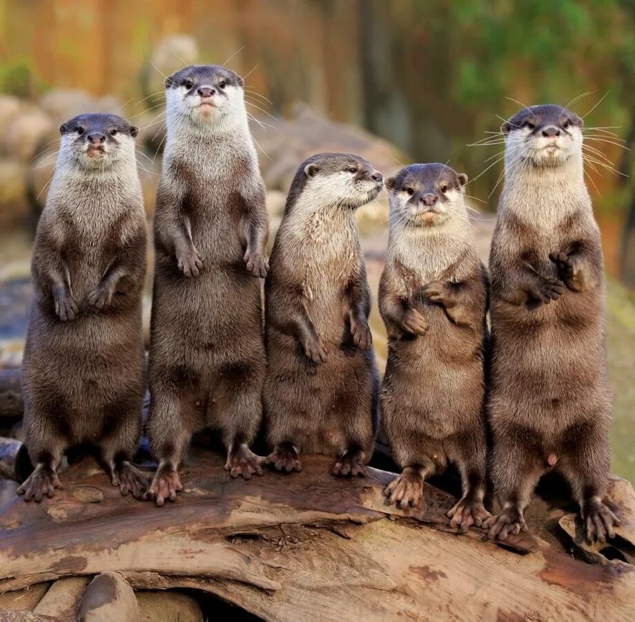 Забавная семейка. Смешные рисунки про семью. Смешные млекопитающие. Смешная семейка. Прикольные семейные рисунки.