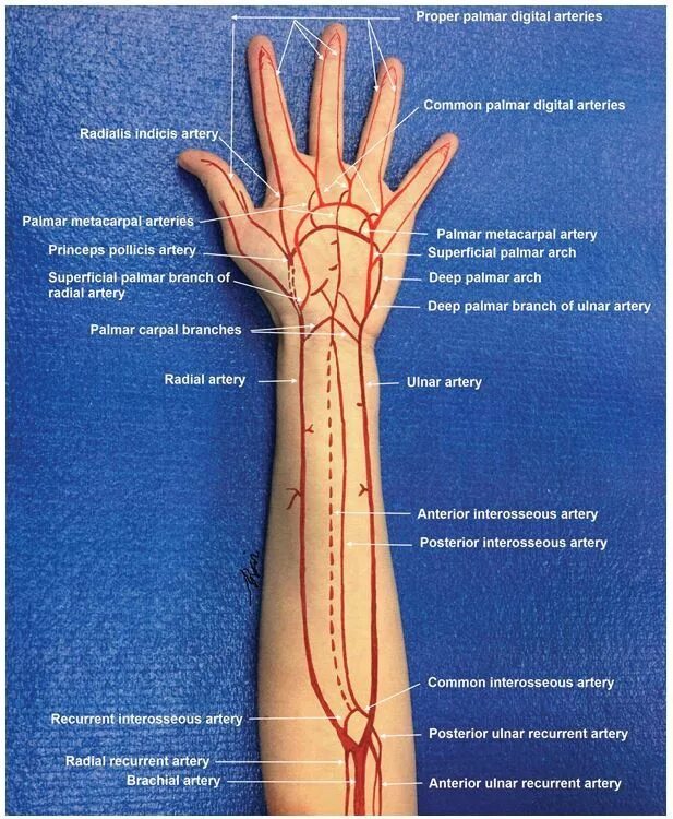 Правая лучевая артерия. Лучевая артерия и Вена анатомия. Вены и артерии левой руки. Лучевая и локтевая артерии схема. Расположение артерий на руках.