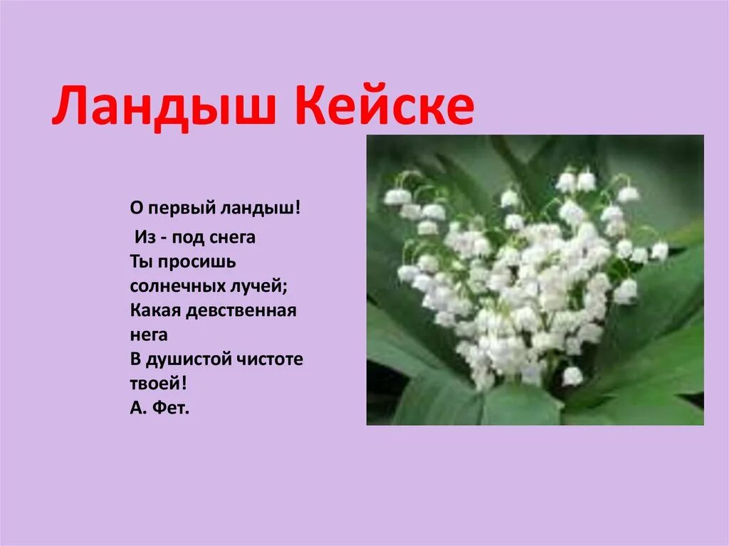 Интересное о ландыше для детей. Сообщение о ландыше. Ландыши какой падеж