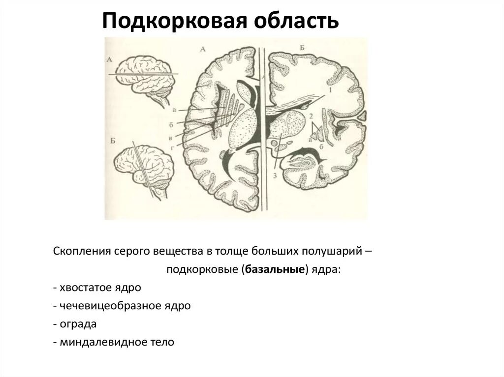 Подкорковые образования мозга