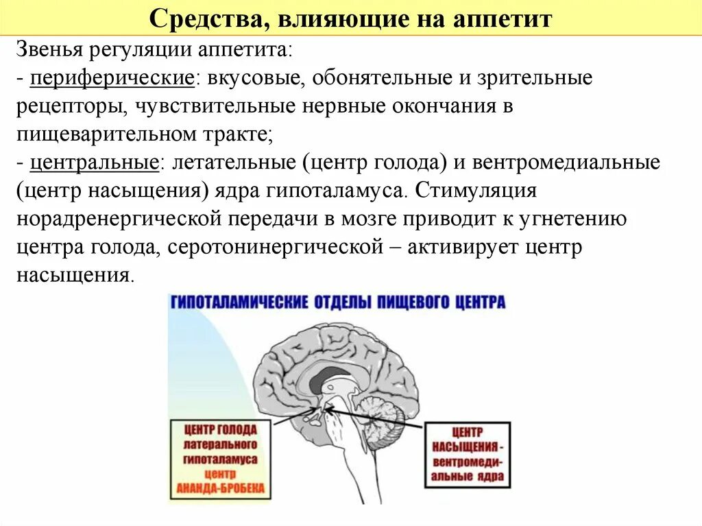 Гипоталамус содержит центры голода и жажды. Схема механизм действия средств влияющих на аппетит. Центр голода в гипоталамусе. Регуляция центра голода. Механизмы регуляции аппетита.