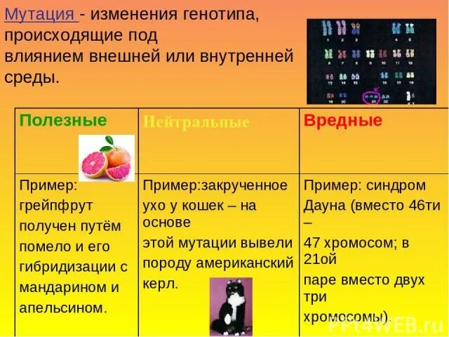 Полезные мутации примеры. Вредные мутации примеры. Вредные мутации примеры у человека. Положительные мутации примеры. Какие мутации полезные