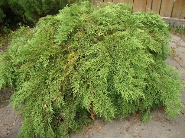 хвойное микробиота. микробиота хвойник. микробиота можжевельник. микробиота. микробиота хвойное растение.