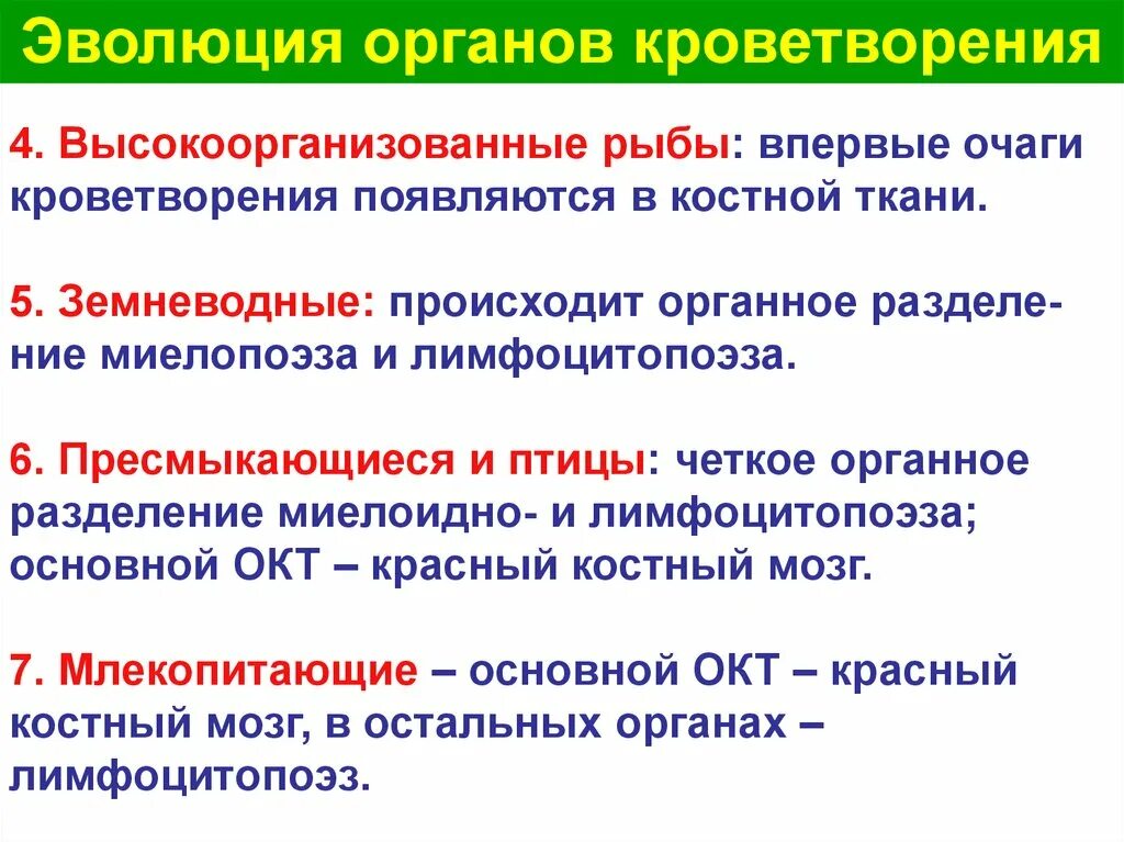 Органы кроветворения. Эволюция органов кроветворения. Органы кроветворения и иммунной защиты. Система органов кроветворения. Какой орган кроветворный