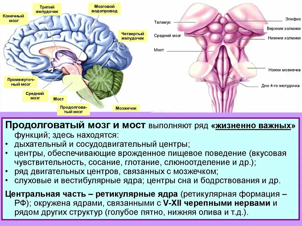 Нервные центры промежуточного мозга. Ядра продолговатого мозга схема. Схема наружного строения продолговатого мозга. Функции ядер продолговатого мозга. Мост мозжечок 4 желудочек.