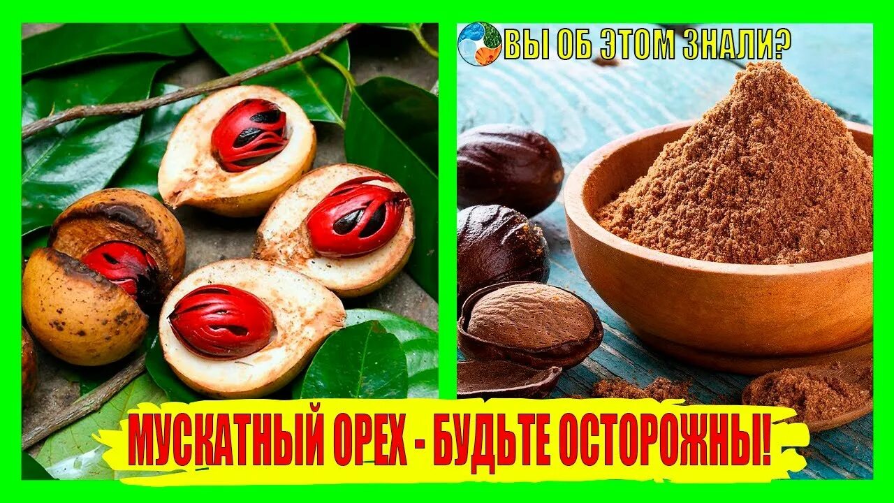 Мускатный орех польза и вред. Мускатный орех вырастить. Мускатный орех польза и вред для здоровья. Чем полезен мускатный орех.