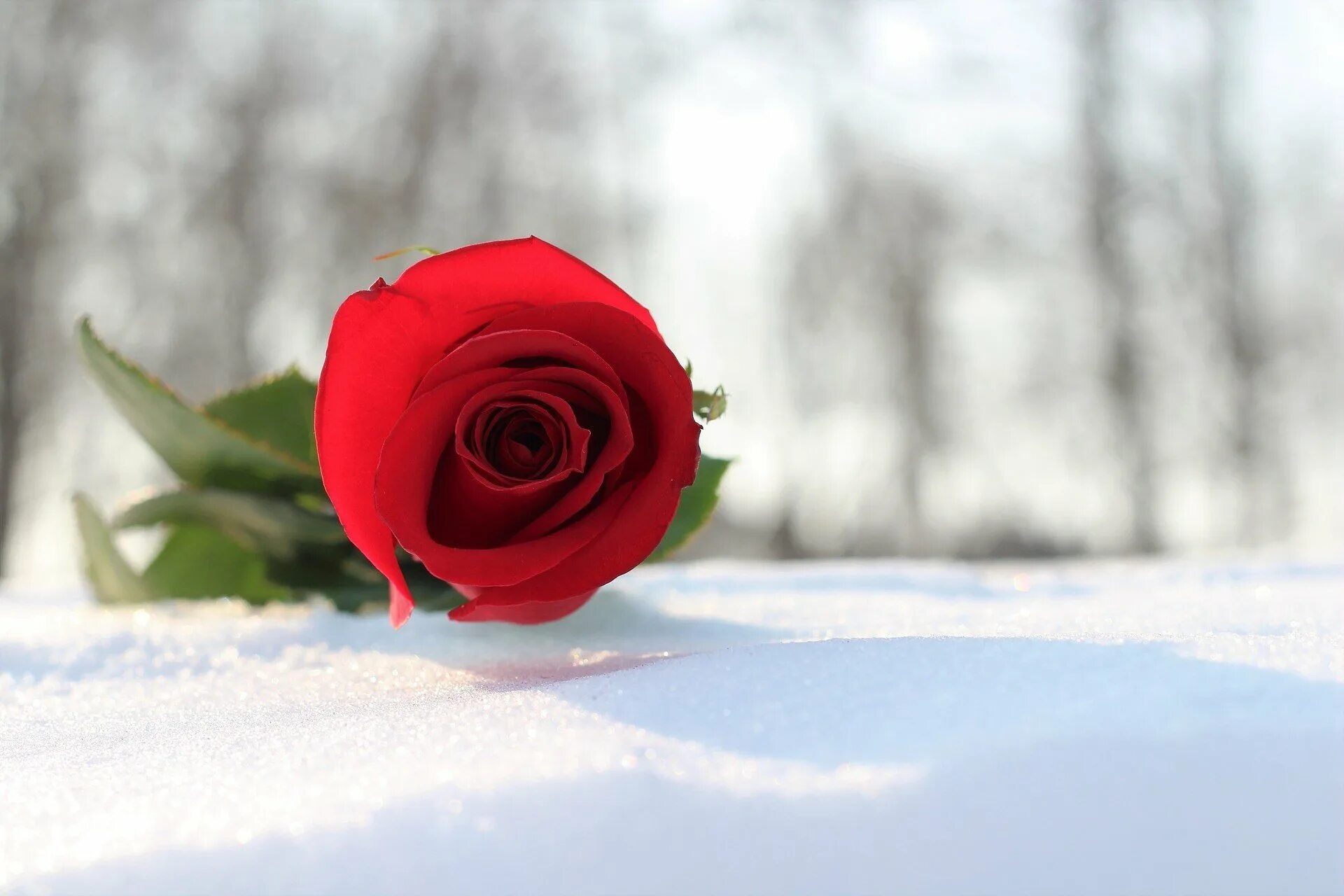 Красные цветы зимние розы. Розы на снегу. Красная роза на снегу. Алая роза на снегу. Красивая алая роза в снегу.