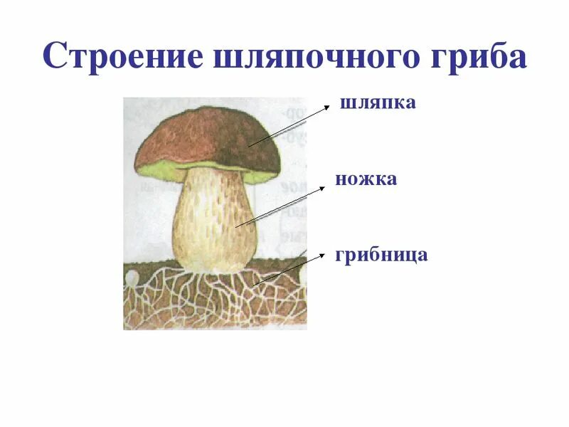Главной частью шляпочного гриба является. Шляпочный гриб с грибницей. Строение гриба для дошкольников. Строение грибов для детей дошкольного возраста. Строение белого гриба.