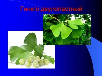 Какие растения являются эндемиками