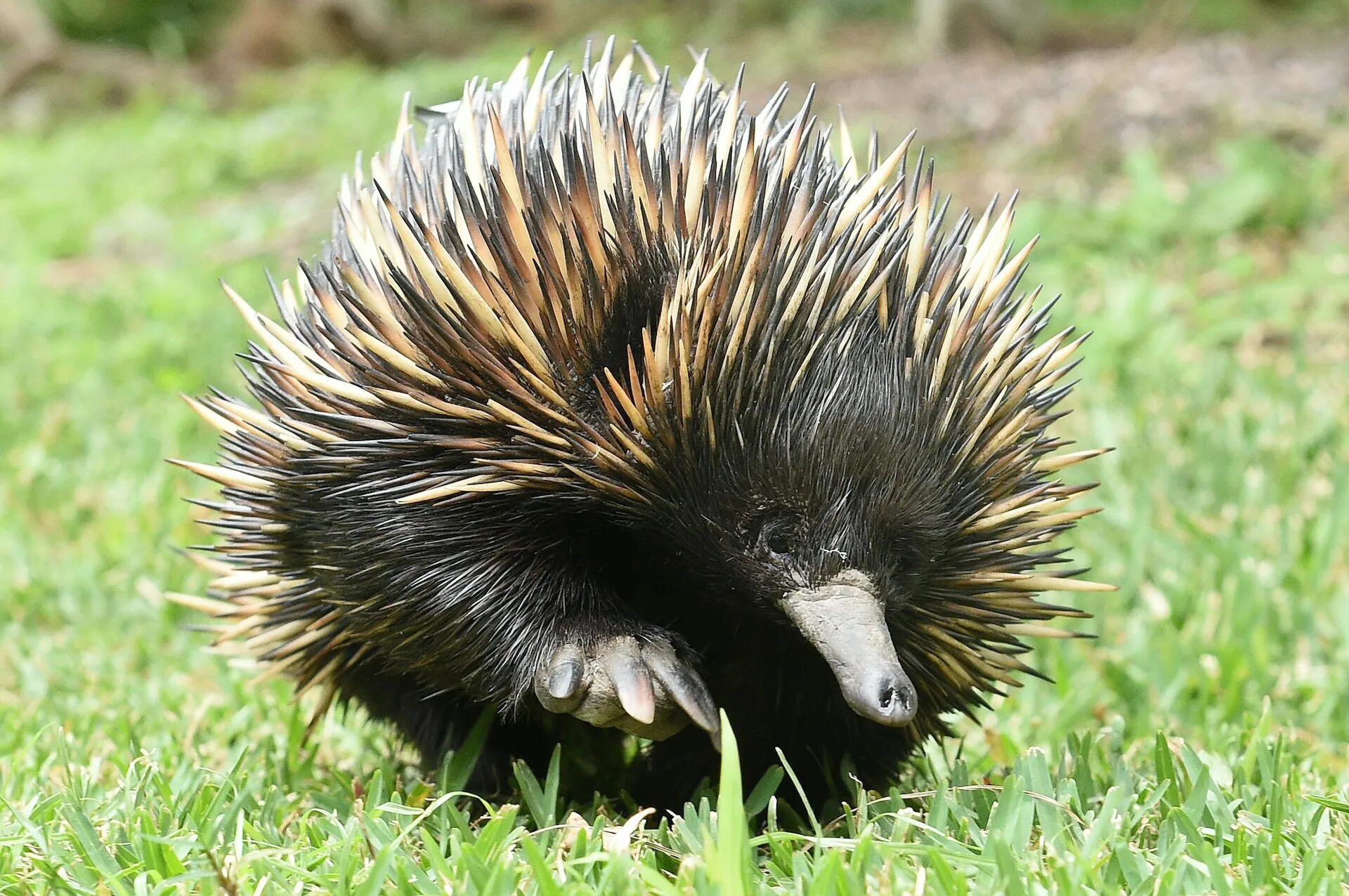 Ехидна и проехидна. Ехидна в австралии. Австралийская ехидна. Ехидность это. Ехидна в австралии.