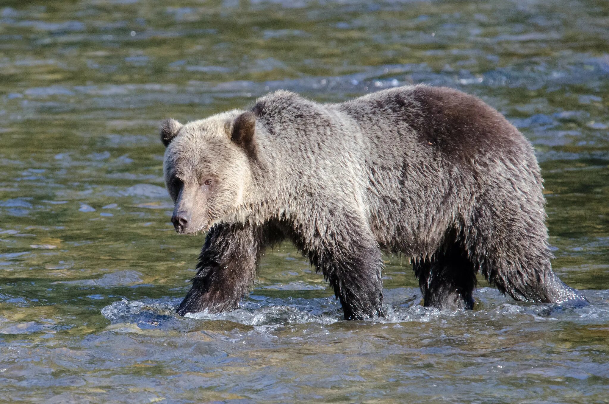 Большой бурый медведь кадьяк. Уссурийский бурый медведь ареал. Отряд хищные подотряды. Бурый медведь кадьяк. 17.