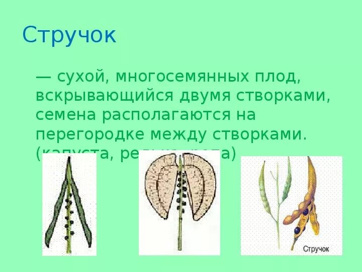 Стручки гороха относятся к сухим многосемянным