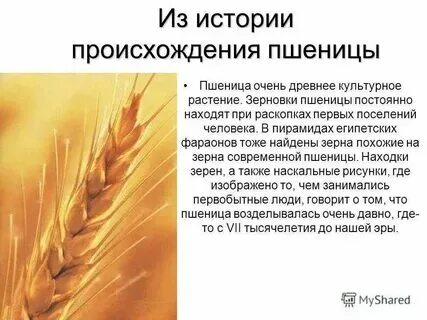 Как правильно пишется слово пшеница