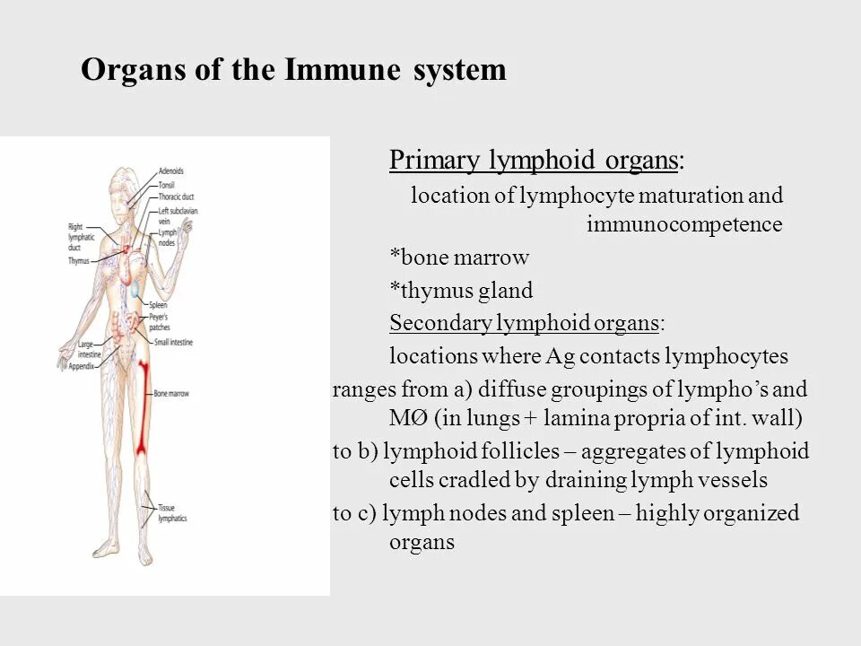 Organs of the immune System. Immune System Primary Organ. Картинка Organs of the immune System. Lymphoid Organs. Primary system
