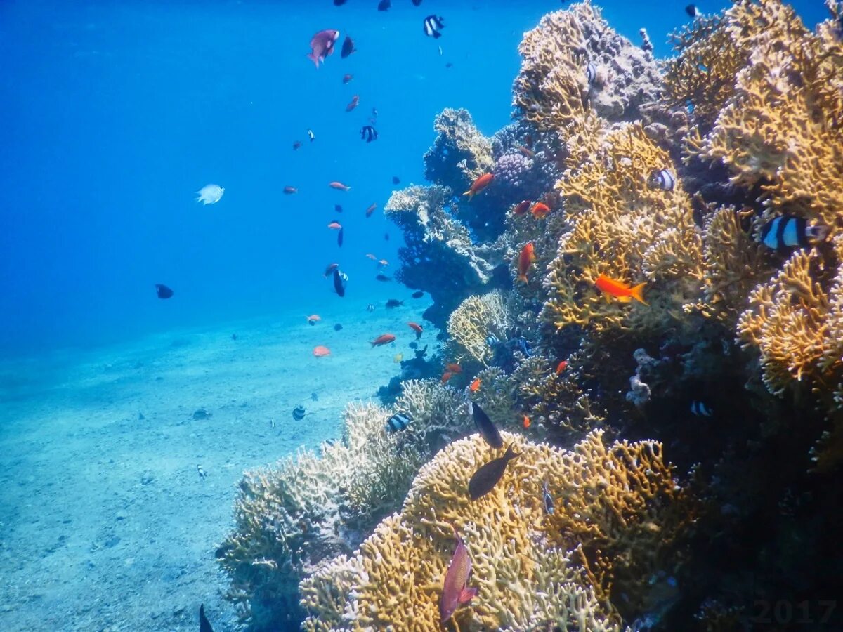 Направление красного моря. Иордания красное море дайвинг. акаба подводный мир. климат красного моря. красное море красивые фото.