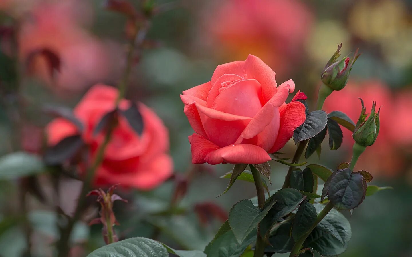 Доброе утро картинки с розами и надписями. Цветы розы. Розы обои. Розы на рабочий стол. Розы в природе.
