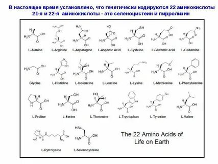 1 определение аминокислот