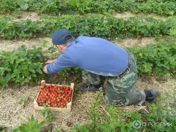 Клубника совхоз имени 2025. Рассада клубники в совхозе ленина. сорт земляники выращенная в совхозе имени ленина. клубника из совхоза ленина. сбор ягод в ульяновске совхоз.