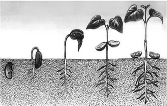 Рассмотрите рисунок фасоли и ответьте на вопрос. Процесс жизнедеятельности растений ВПР. Процесс растения рисунок. Процесс роста растений ВПР.
