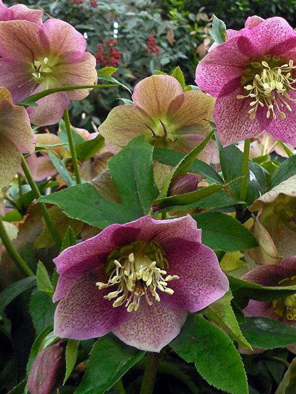 Морозник авито. Морозник helleborus. цветы хелеборус(морозник). морозник монтсегур. морозник альпийский.