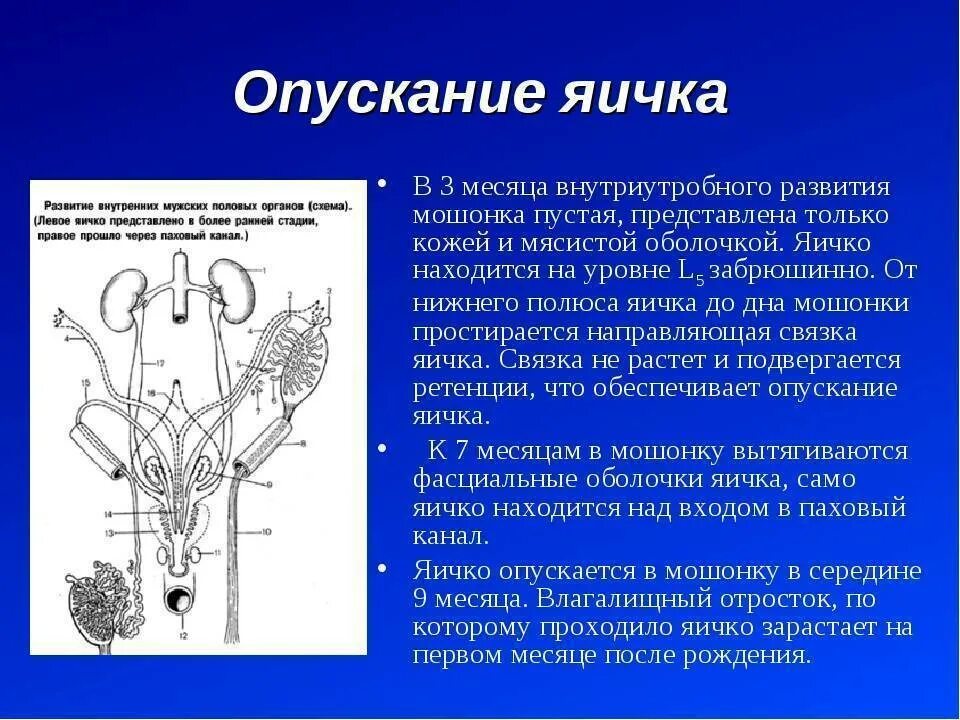 Сколько органов у мальчиков