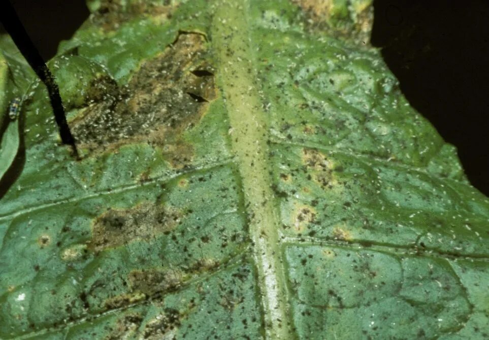 Тля бахчевая (Aphis gossypii). Зеленая Яблоневая тля (Aphis Pomi). Вишневая тля (Myzus Cerasi. Обыкновенная картофельная тля.
