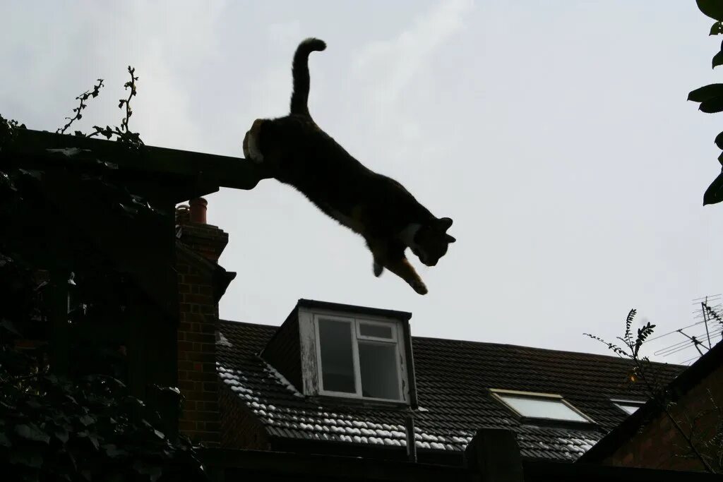 Спустившись с кровли кот сказал. Черный кот в прыжке. Кот падает с крыши. Кот прыгает в окно. Летающий кот.