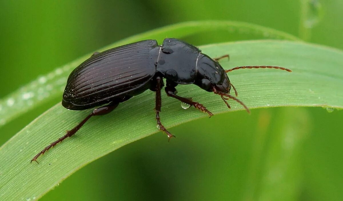 зеленый жук юко. капустник жук. щитник-черепашка жук пикассо. жучки букашки. жучки букашки.