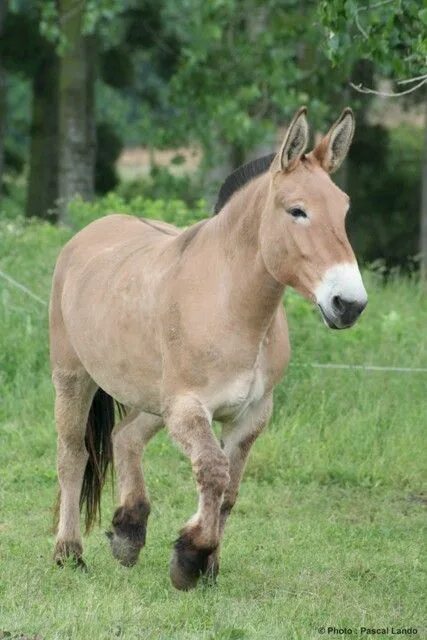 10 Surprising Facts About Donkeys