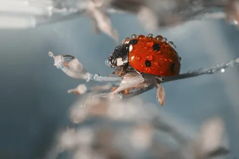 Божья коровка зимой