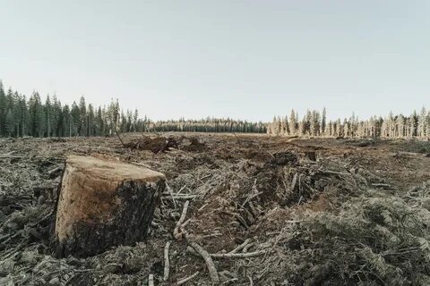 Вырубка хвойных лесов