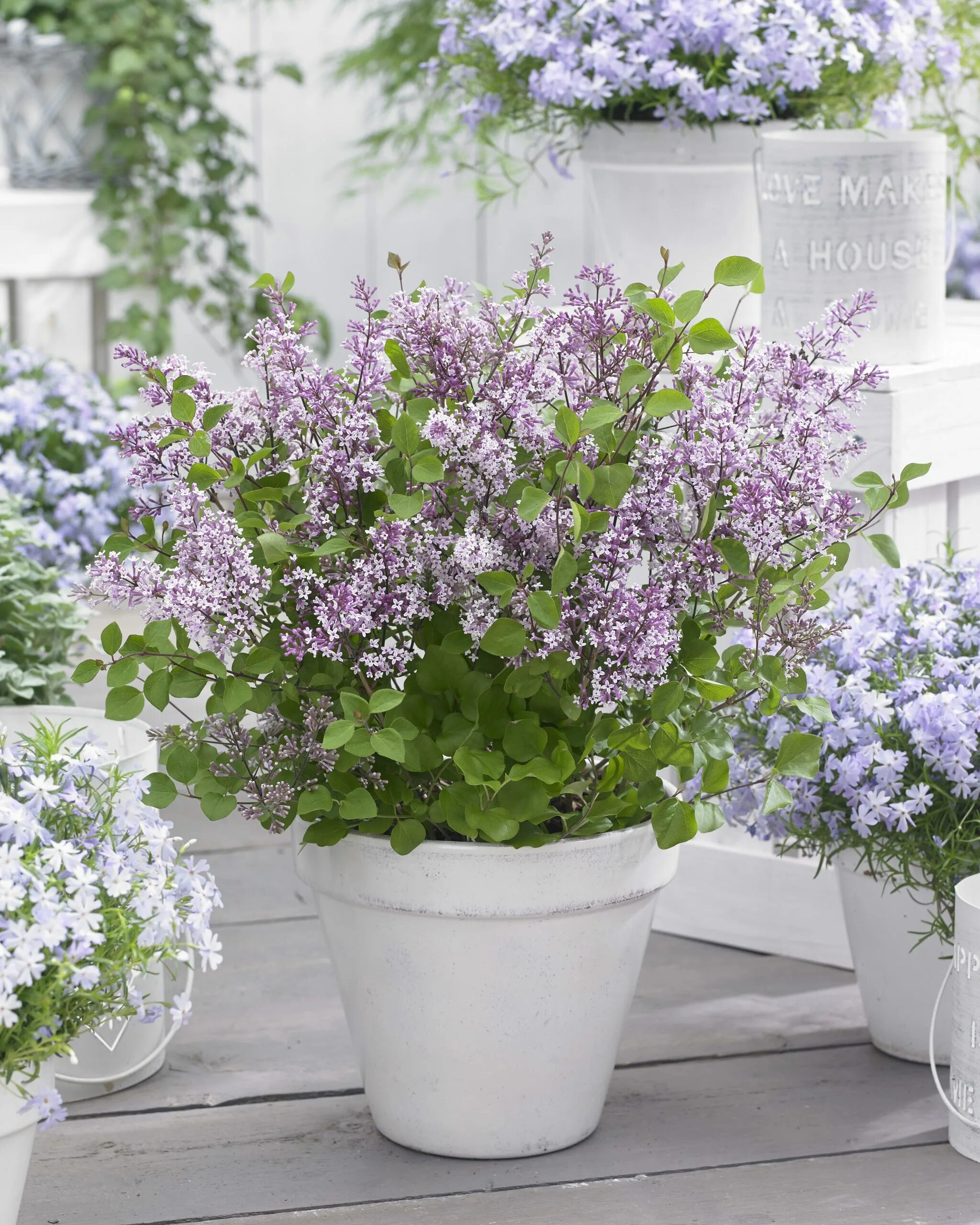 Карликовая сирень купить. Сирень Мейера Flowerfesta Pink. Сирень Мейера Флауэрфеста Уайт. Сирень Мейера Flowerfesta Purple. Сирень Мейера - Syringa meyeri.