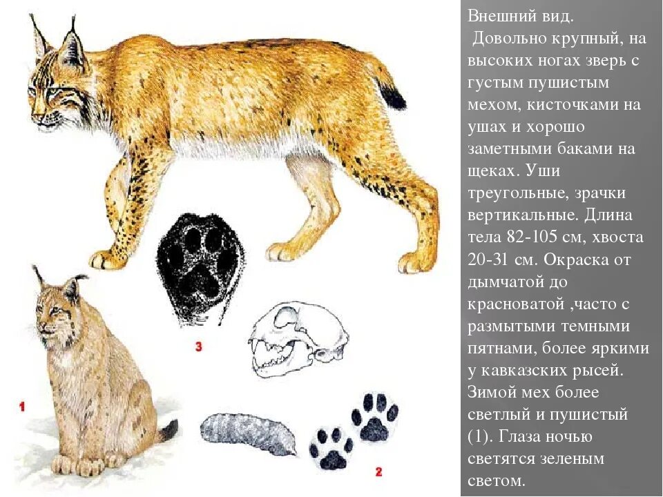 Внешнее описание рыси. Животные по типу рыси. Строение рыси обыкновенной. Внешнее строение рыси.