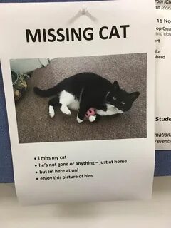 Miss me cat