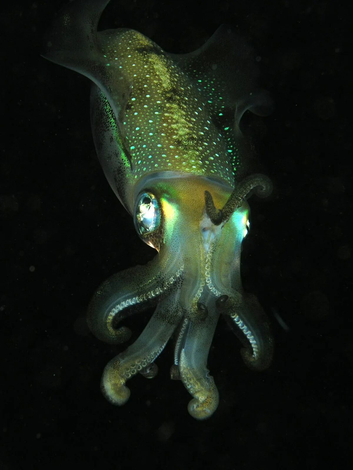 Octopoteuthis deletron. Кальмар histioteuthis heteropsis. Гладиус кальмара. Каракатица щупальца. Головоногие кальмары.
