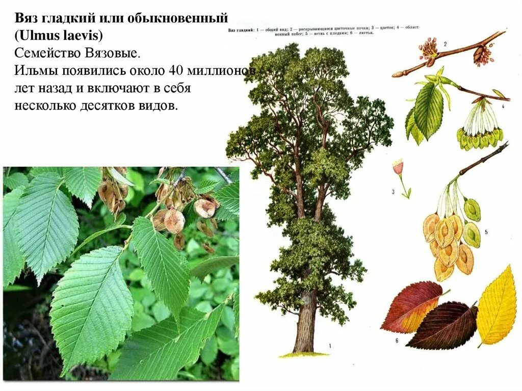 Липа сердцевидная описание eCookie.ru