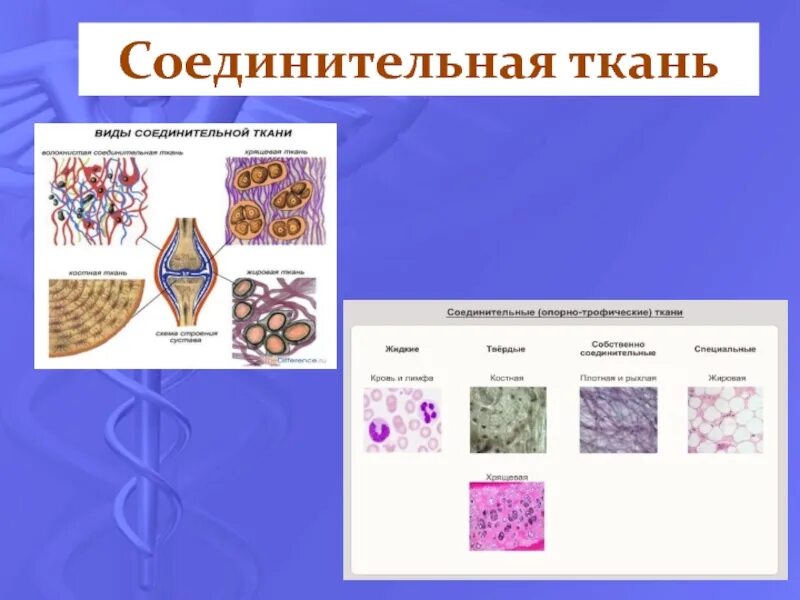 Ткани человека. Соединительная ткань человека. Соединительная ткань животных. Типы соединительной ткани. Укажите ткань животного