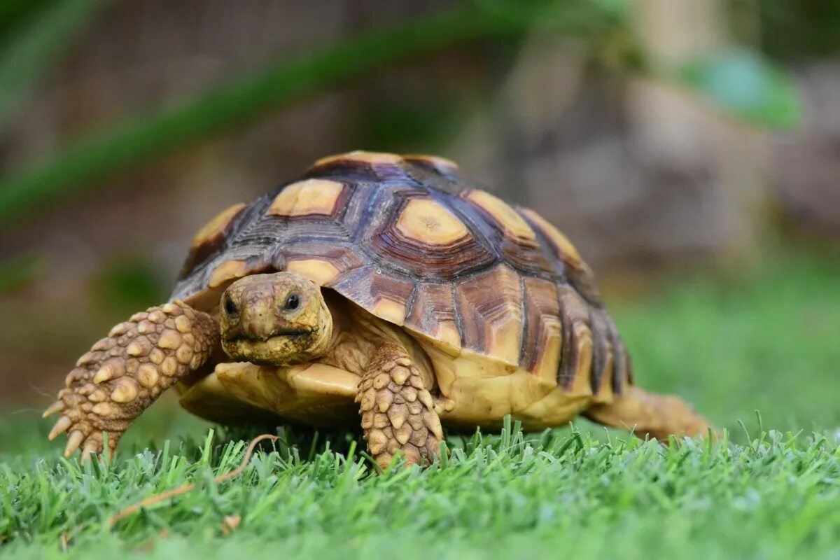 Черепаха значение. Среднеазиатская черепаха зелёная. Среднеазиатская черепаха хвост. Летающая черепаха. Черепаха с золотым панцирем.