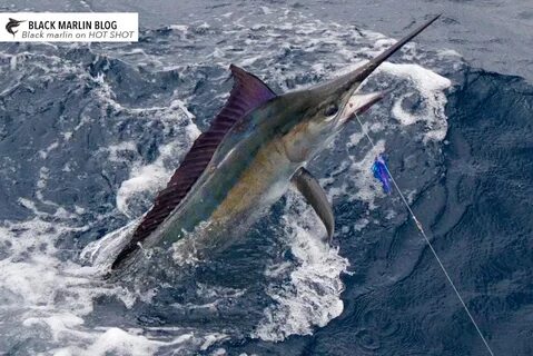 Black marlin
