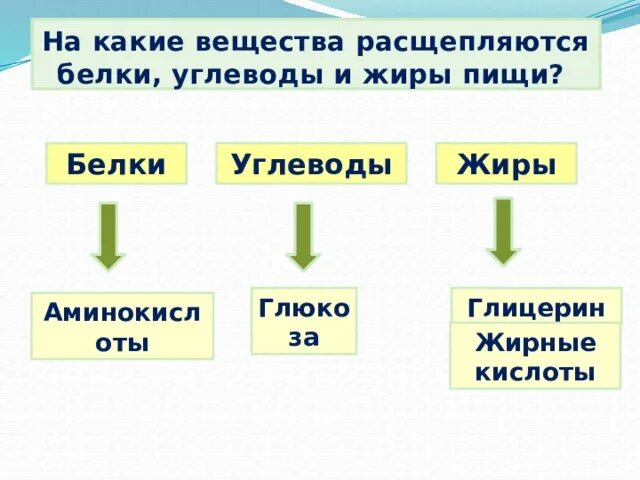 На какие вещества расщепляются белки. На что расщепляются белки жиры и углеводы. На какие вещества расщепляются углеводы. На какие вещества расщепляются жиры.