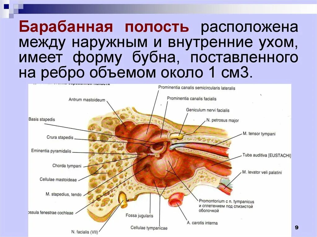 Какие структуры расположены в полости среднего уха. Строение ухобарабанная полость. Строение барабанной полости анатомия. Медиальная лабиринтная стенка барабанной полости. Строение барабанной полости стенки.