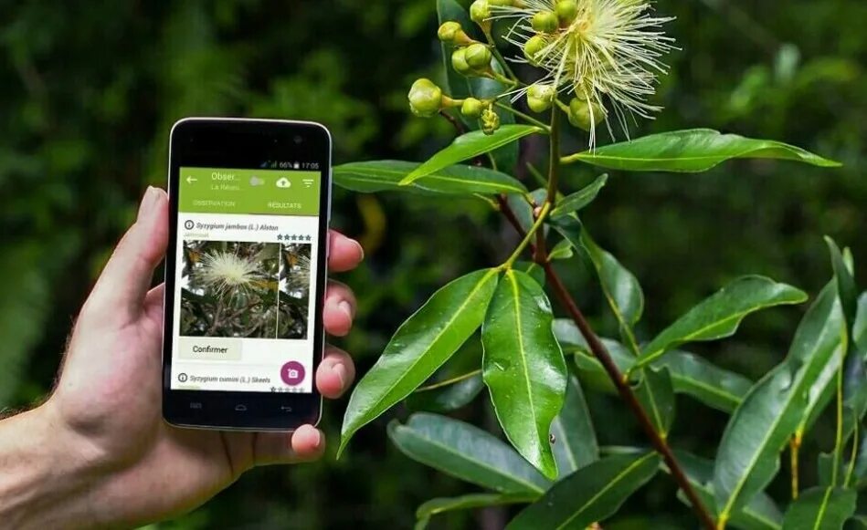 Распознавание растения по фото. Plants приложение. Определитель растений по фото. Plantnet. Распознать цветок по фото сделанной на смартфон.