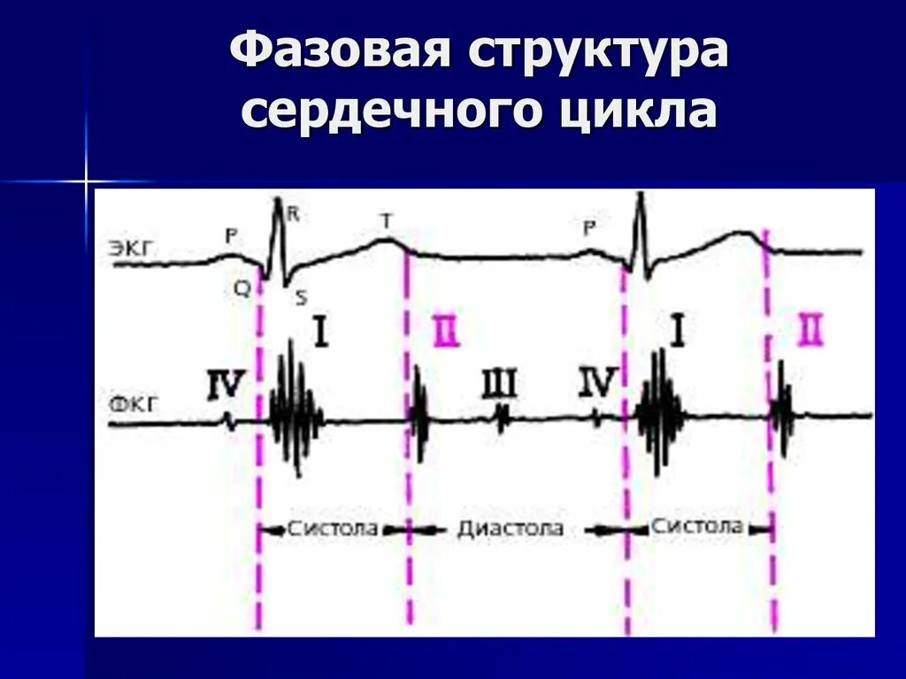 Структура сердечного цикла. Фазы сердечного цикла на экг. фазовая структура сердечного цикла на экг. схема фазовой структуры сердечного цикла. схема сердечного цикла экг.