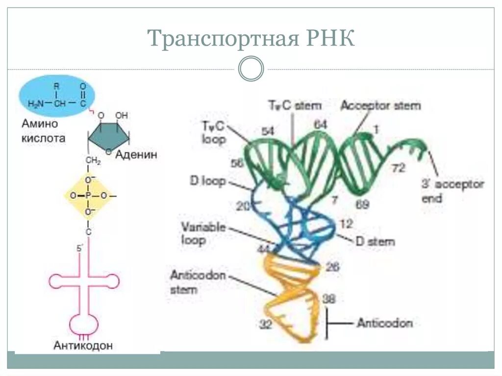 Транспортная РНК. Транспортная ТРНК. Транспортная РНК бактерий. 4. Структура транспортных РНК..