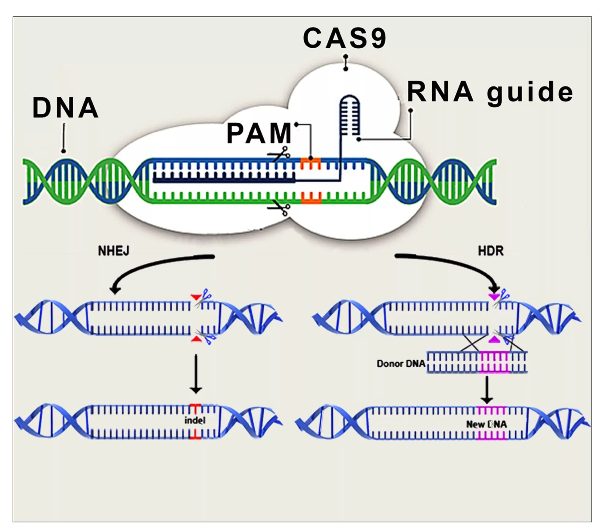 Донор днк. Cas9 nuclease. CRISPR cas9 Pam. Программируемые нуклеазы Talen, ZFN, CRISPR/CAS. Спейсеры протоспейсеры.