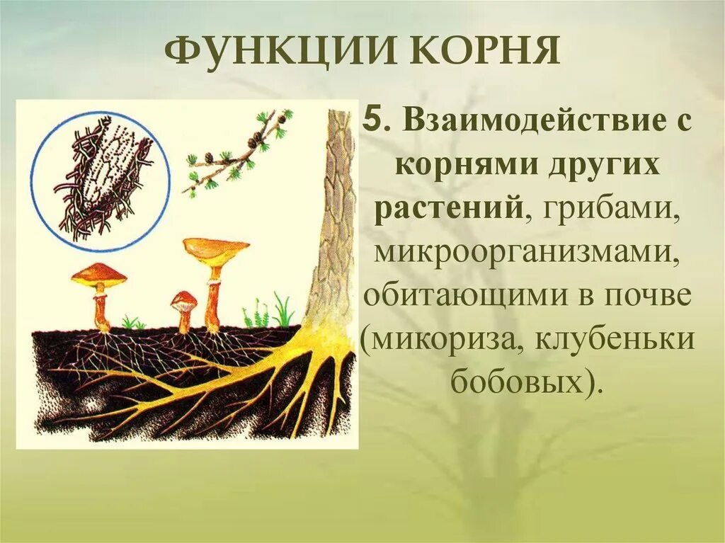 Функция корневища. Функции корня. Основные функции корня. Функции корневища. Функции корня растений.