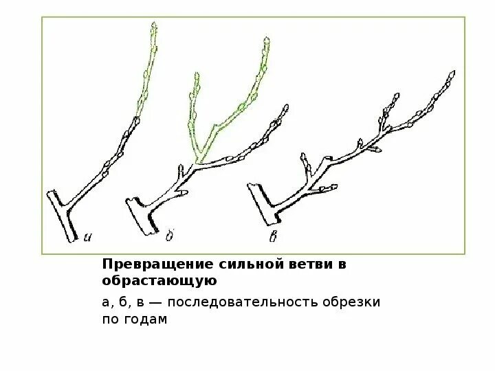 Ветви опущены