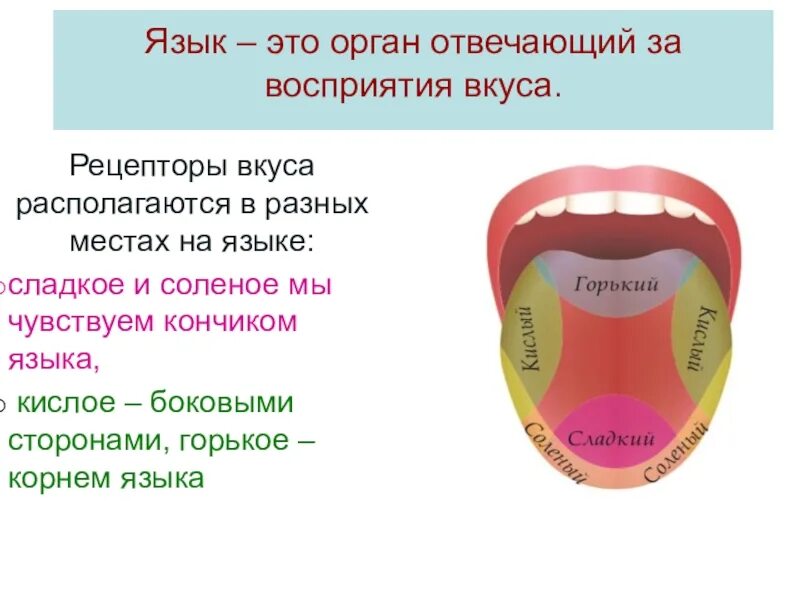 На кончике языка расположены рецепторы чувствительные к. Рецепторы восприятия Горького вкуса расположены. Рецепторрецепторы языка. Рецепторы вкуса на языке.